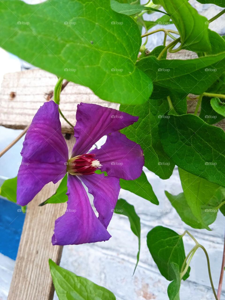 editors Choice photo on the week