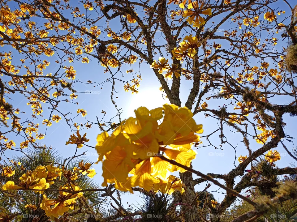 Yellow ipe flowers in the morning sunlight
