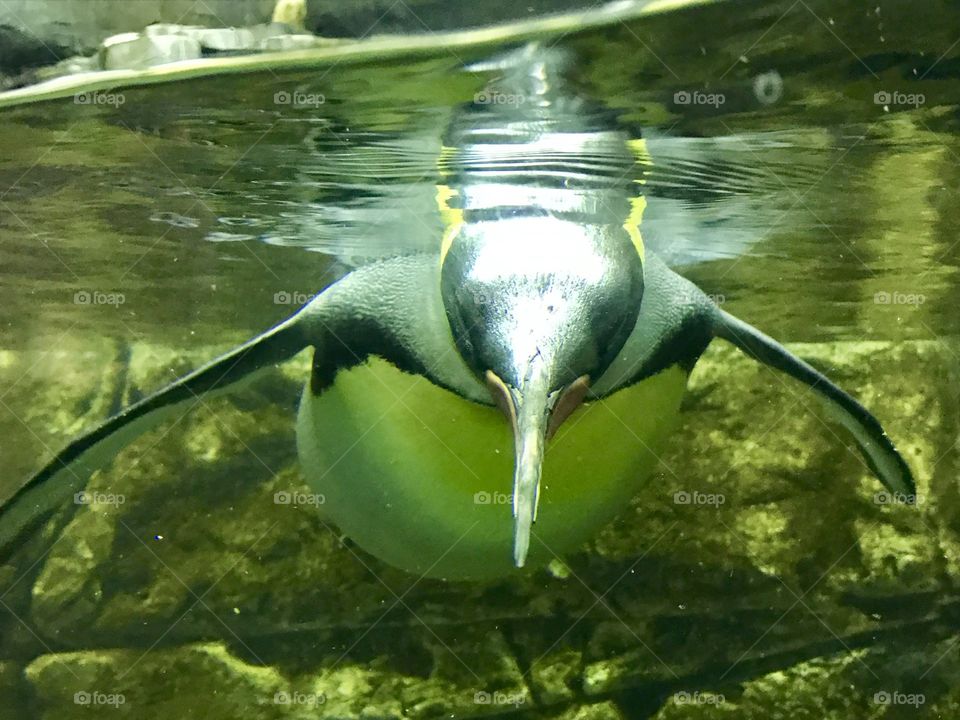 Penguin 