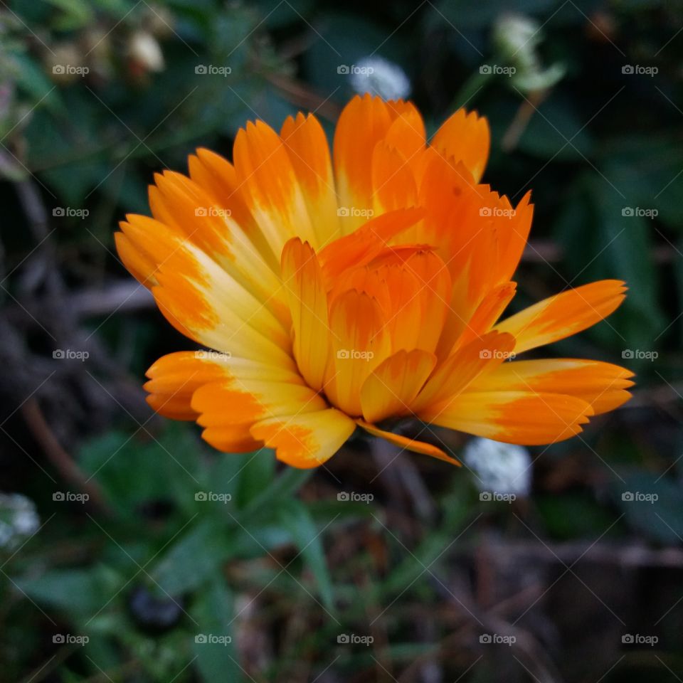 calendula late blossom