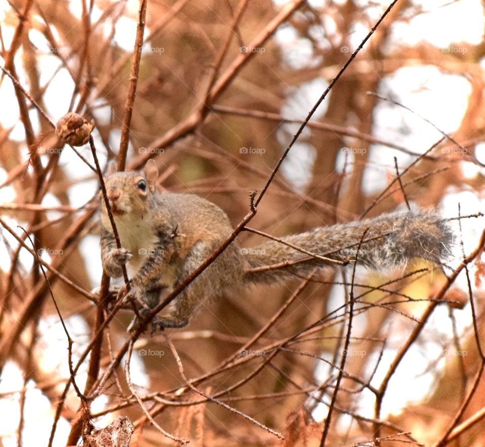 Close-up of gray squirrel on branch