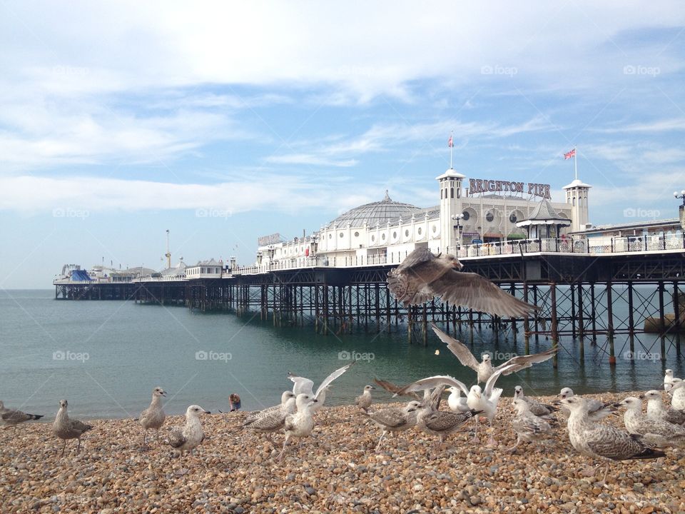 Brighton pier. This is a very lucky photo of a seagull flying right in front of the brighton pier. 