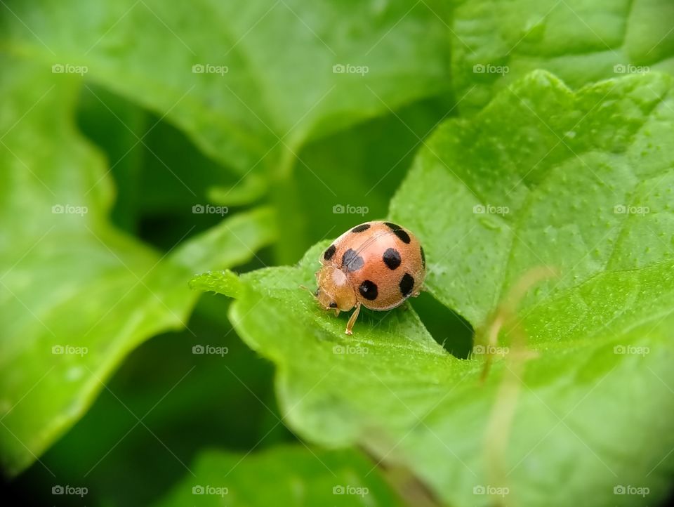 A ladybug is foraging on the leaves. This animal is very difficult to approach. See, it did not want to show its thumb when photographed. Hahaha.