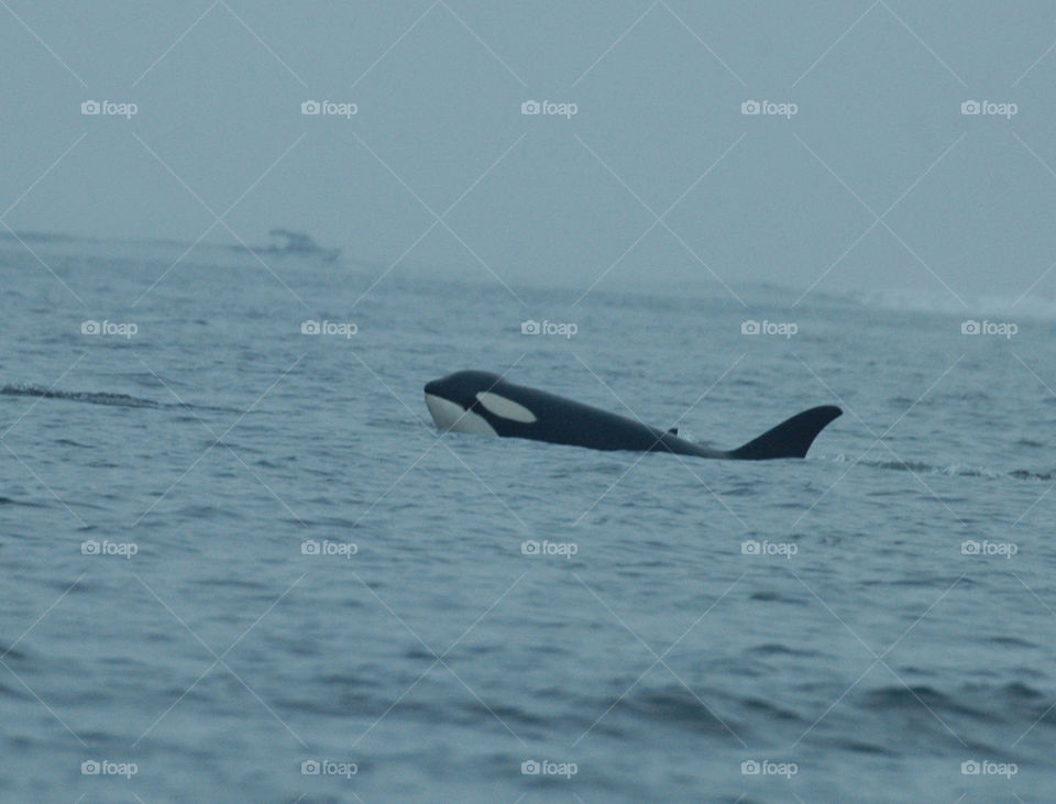 Orca. This is an orca off of the coast of Washington.