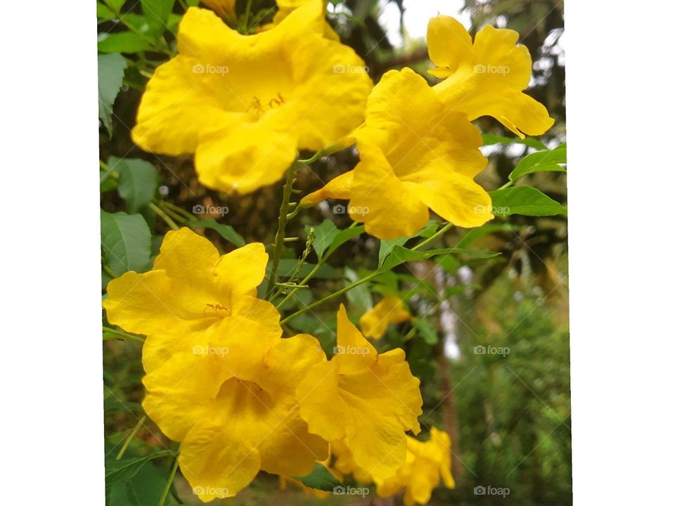 Yellow Bell Flower