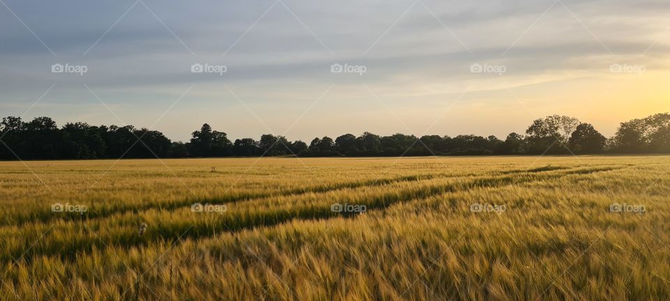 grain field