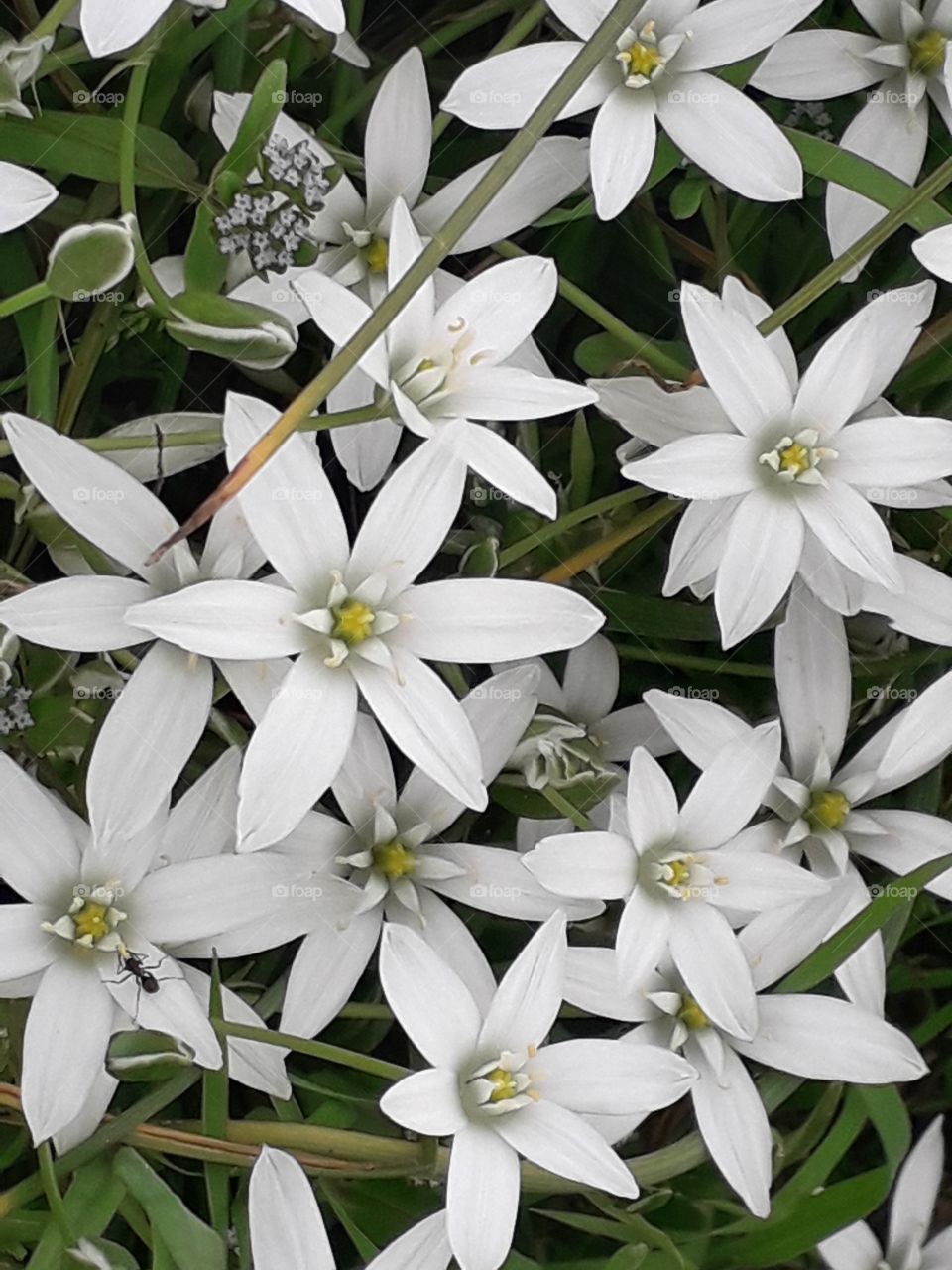 springtime in the country