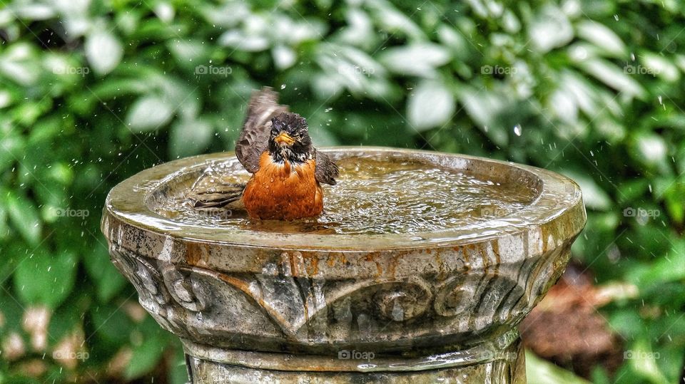 My yard today Robin bathing