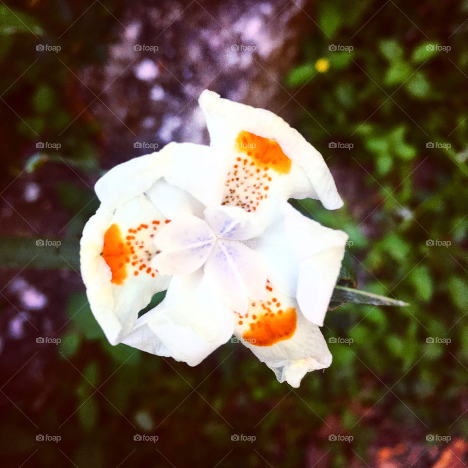 🌹 🇺🇸 Very beautiful flowers to brighten our day.  Live nature and its beauty. Did you like the delicate petals? / 🇧🇷 Flores muito bonitas para alegrar nosso dia. Viva a natureza e sua beleza. Gostaram das pétalas delicadas? 