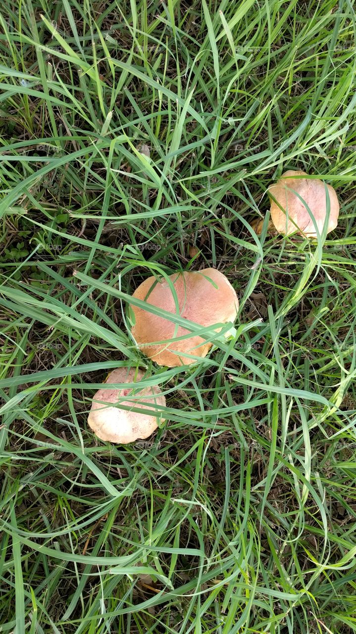 Random mushrooms outside
