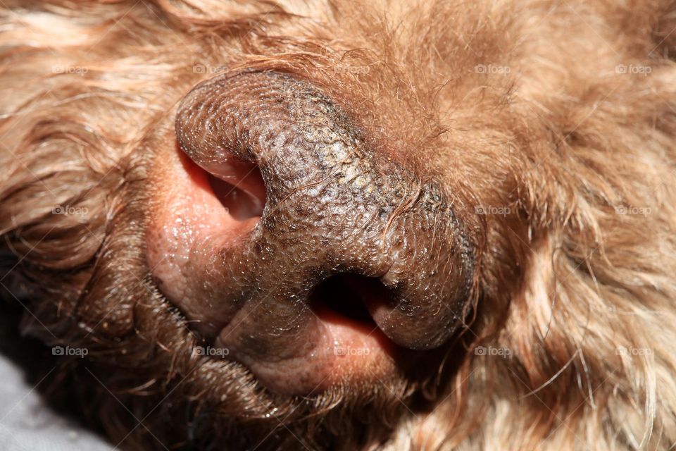 Lagotto Romagnolo truffle buddie summer searching for black gold close up background brawn cute face lovely friend animals photography