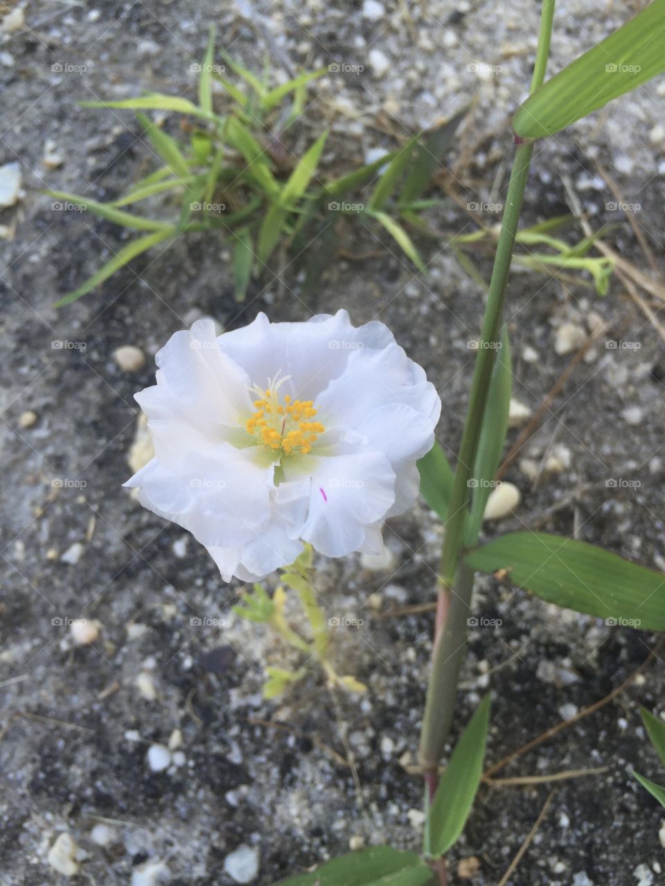 Bloom in the sand