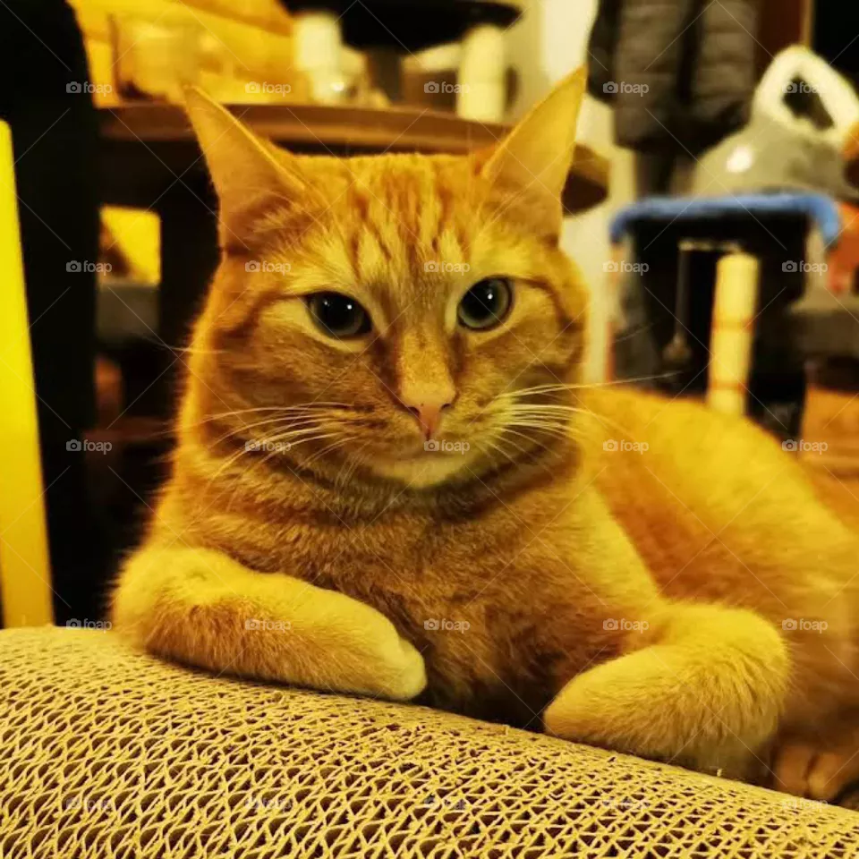 cat