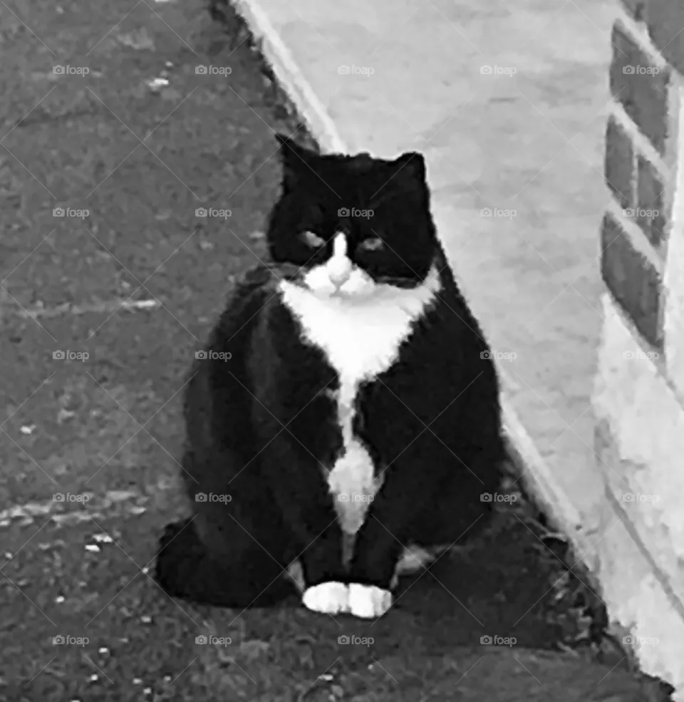 Fat Cat