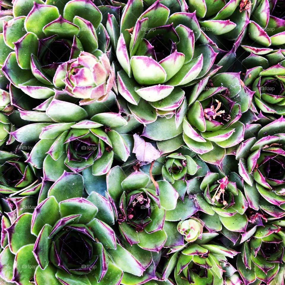Succulent ground cover 