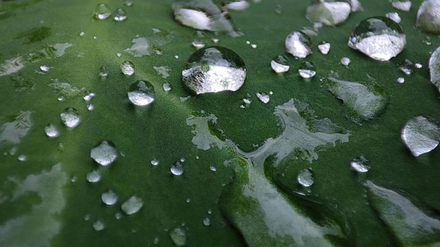 water drops in leaf