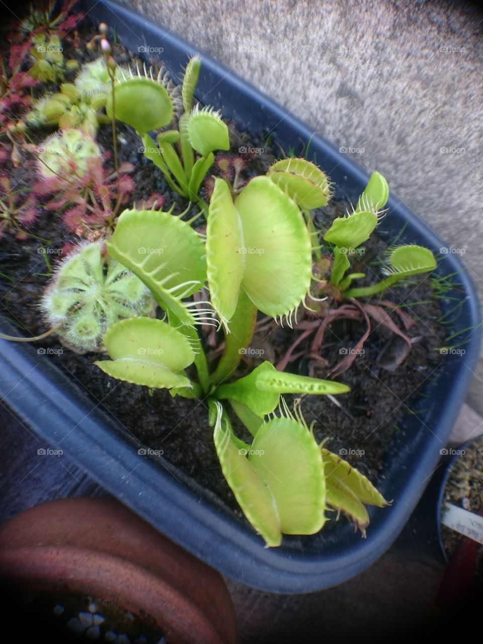 My Carnivorous Plants Dionaea Muscipula B52 😍