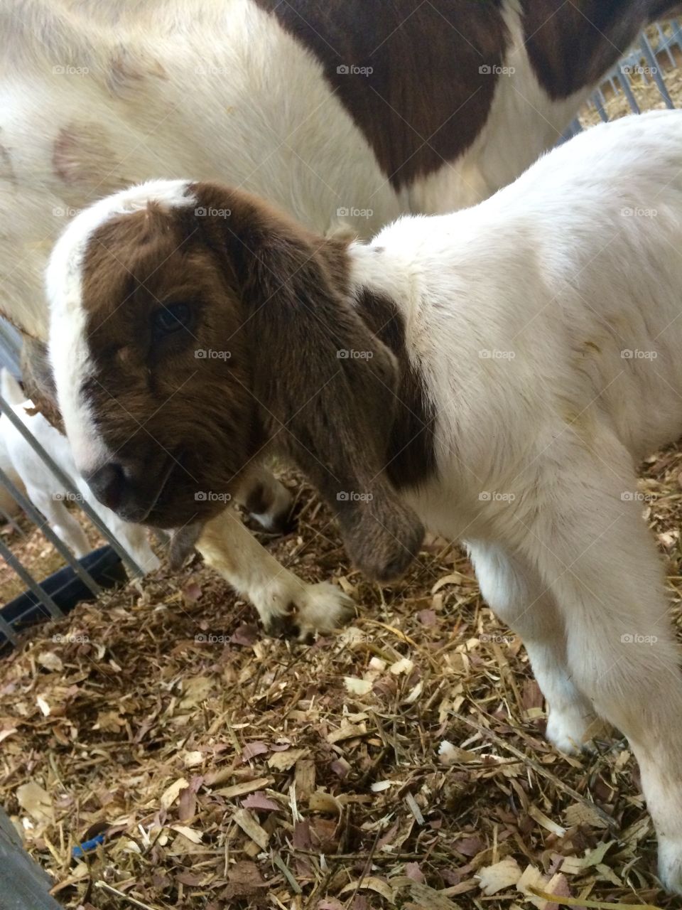 One Cute Kid. Hours old baby goat at the Iowa State Fair