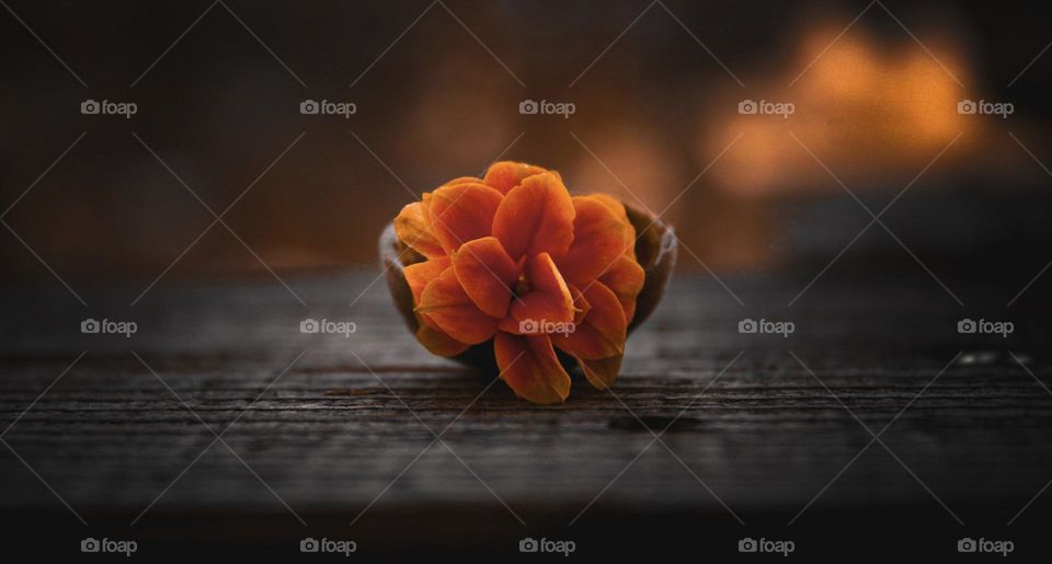 orange flower