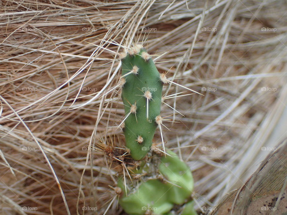 A tiny Cactus growing on a tree