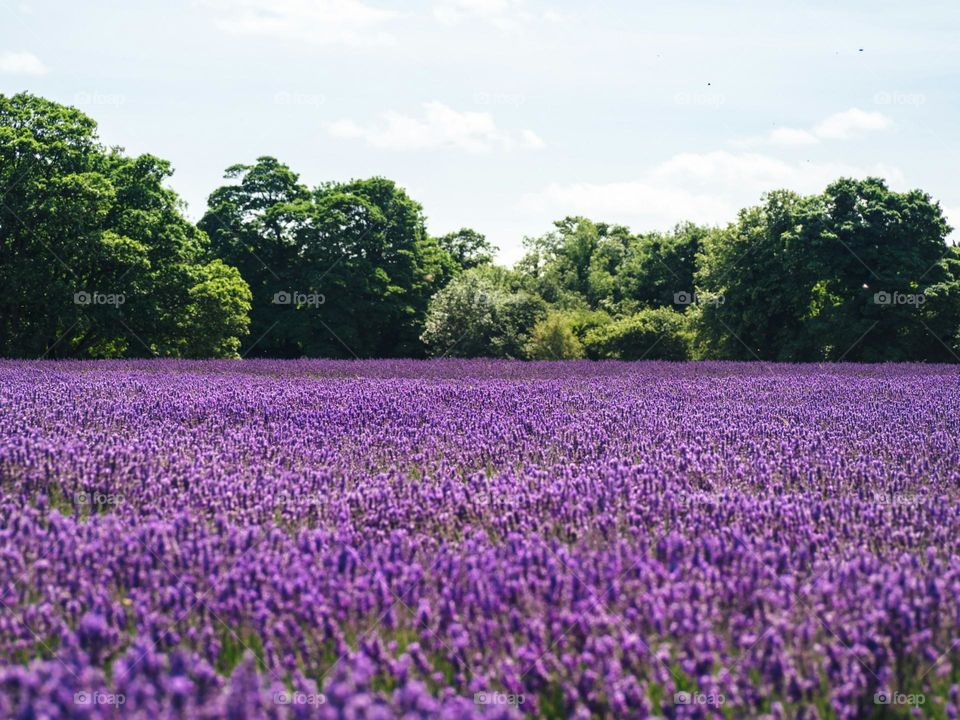 lavender flower field near green trees