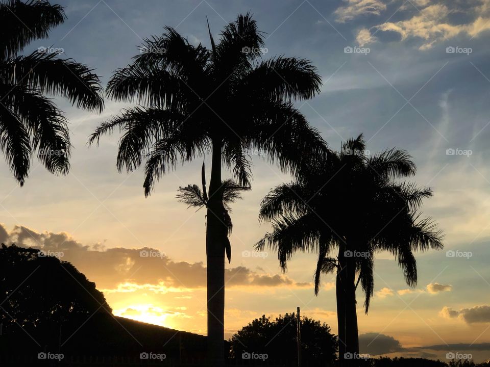 Shadows in Twilight... amazing effect caused by the sunset dying lights behind the palm trees... a great end for another day!