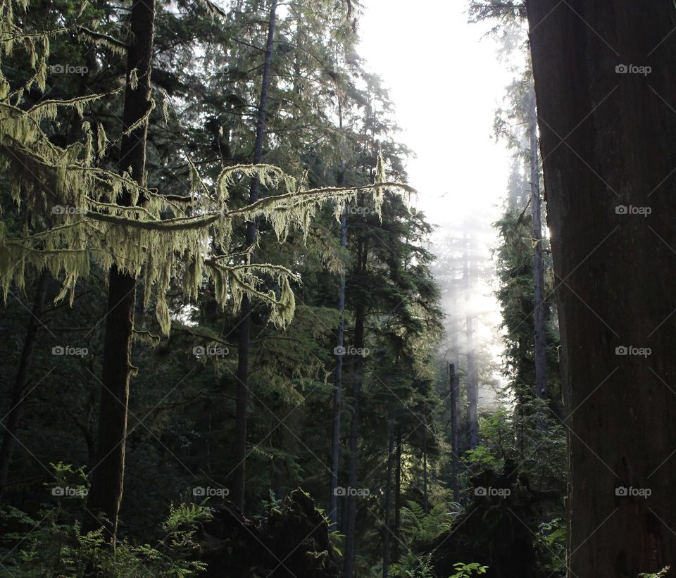 Tree Branch reaching for the Sun’s Rays