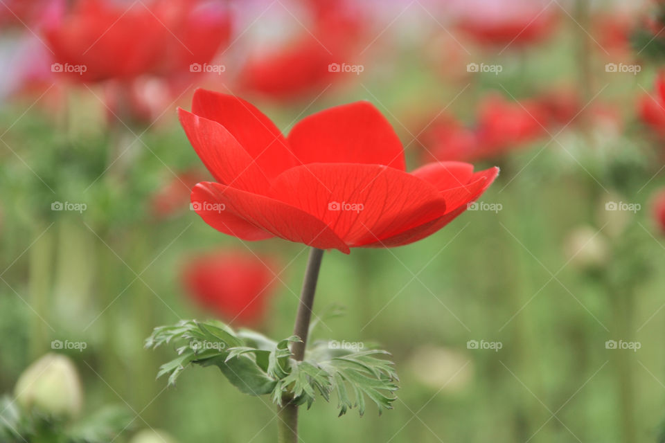 mak red flowers