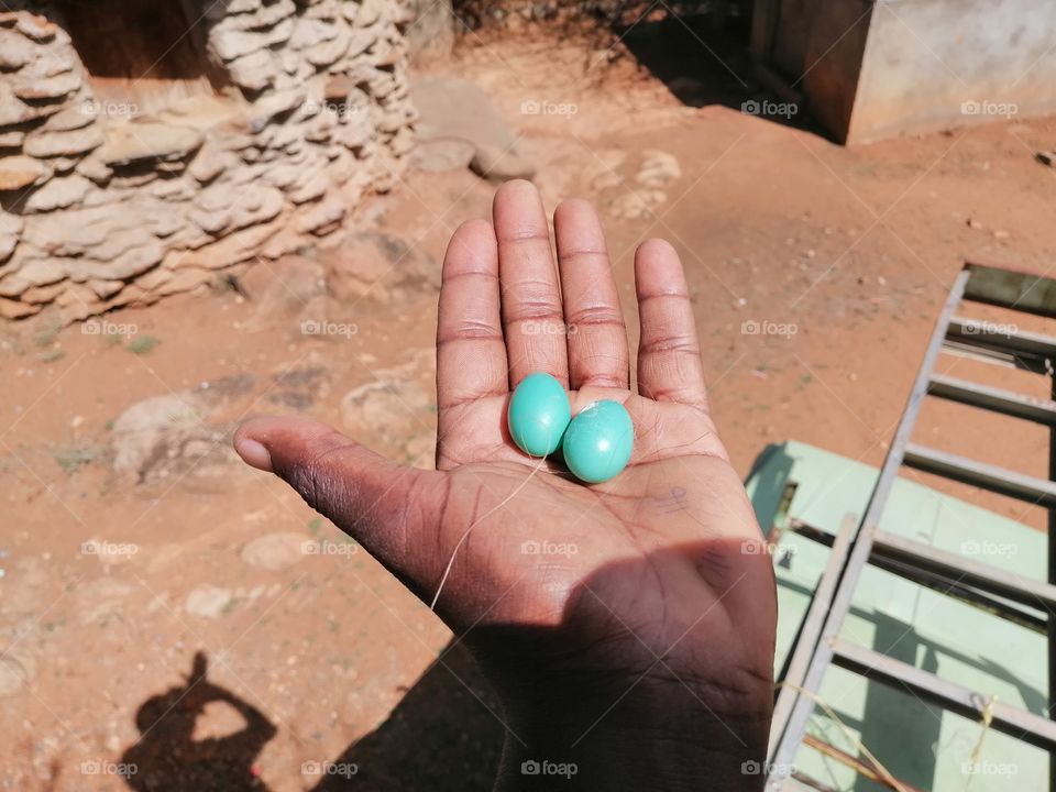 Tiny birds egg