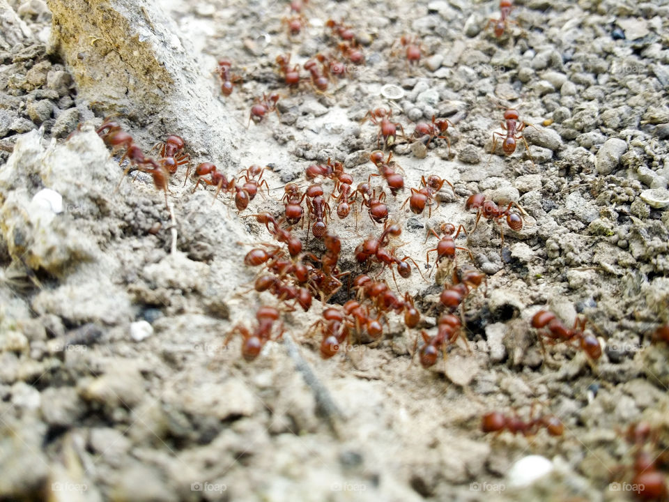 Working Ants