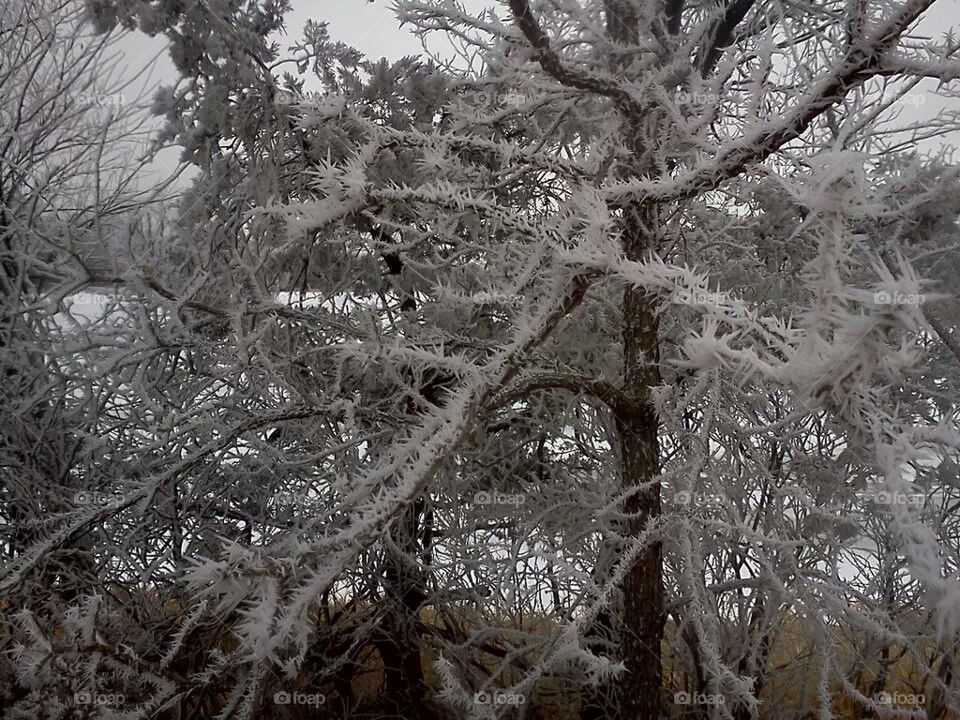 frost frozen