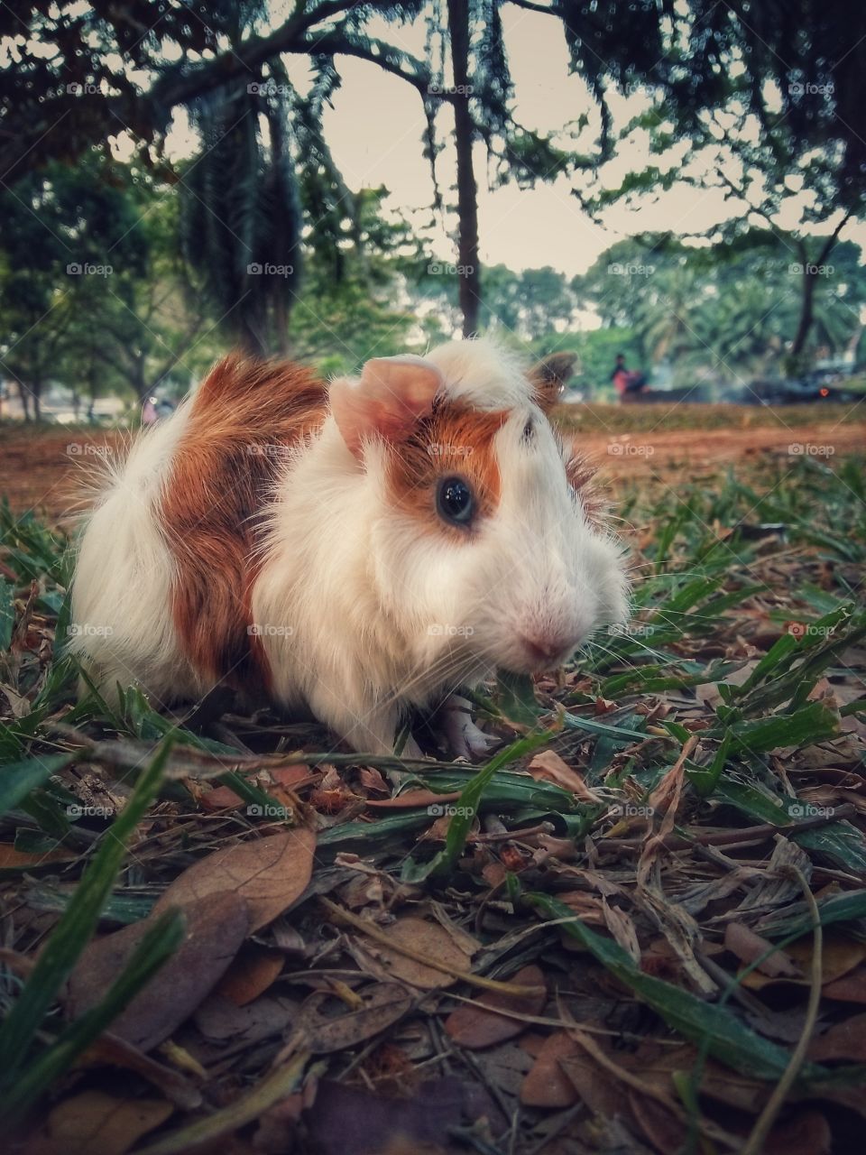 my pets guinea pig,  like a model.