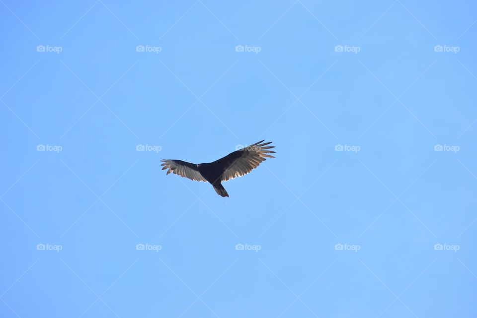Free vulture