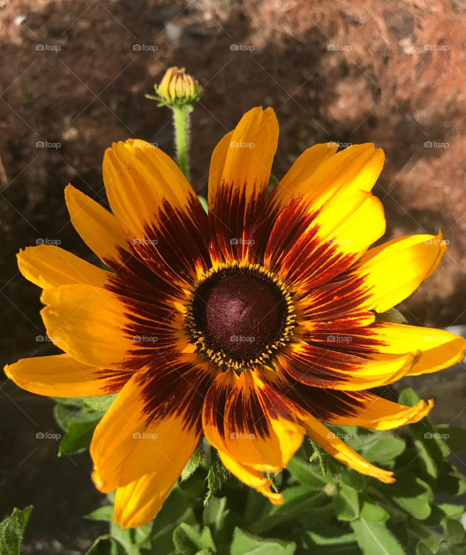 glowing Denver daisy