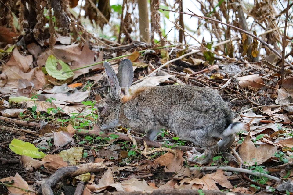 A wild rabbit in a wooded part of the city of Madrid