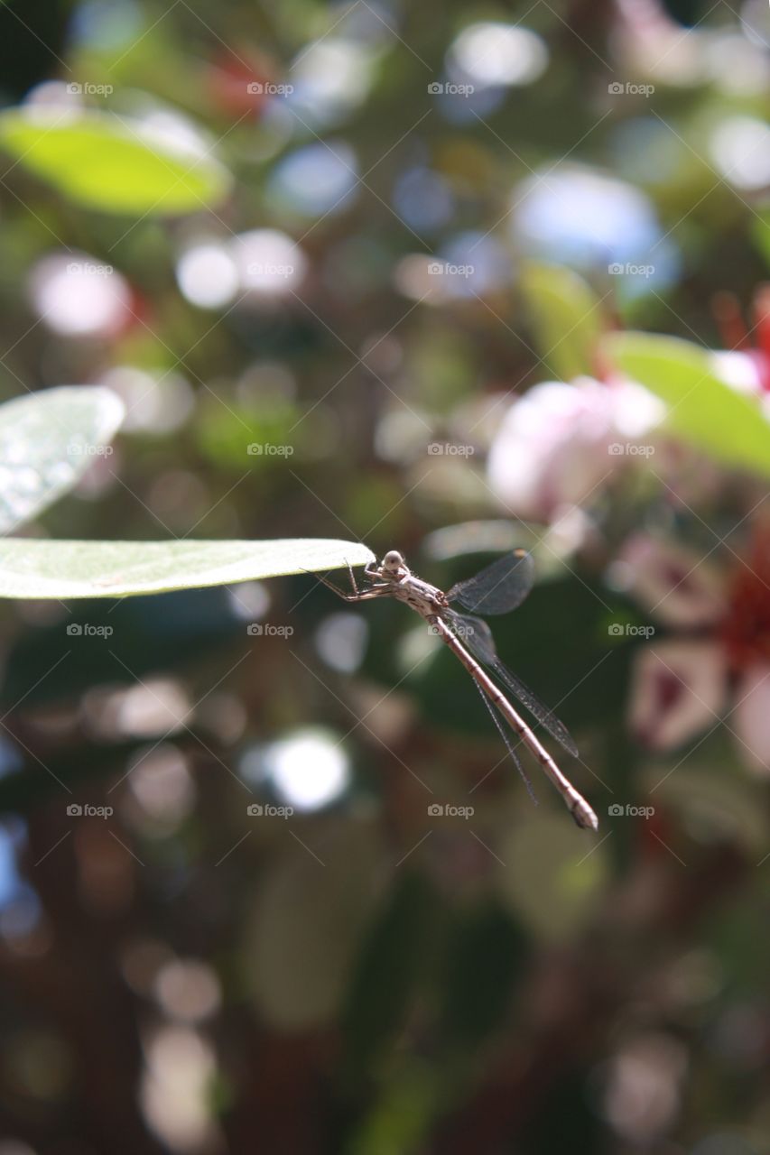 Dragonfly resting on a leaf under the sun 