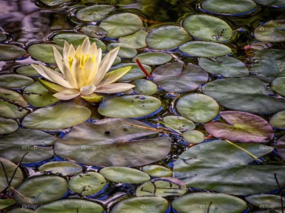 white water lily in colorful lily pads