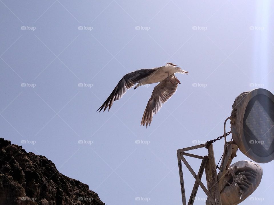 Flying seagull