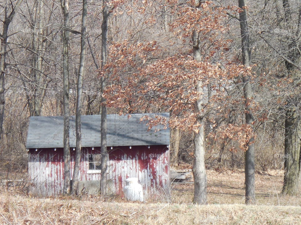 Farm shed old in forest