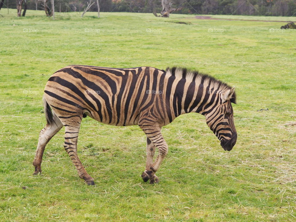 Zebra