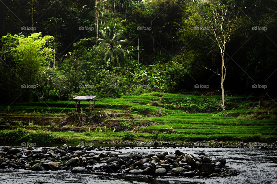 The fields in Indonesia are green, tropical nature and fertile soil, and rivers flowing between fields and villages
