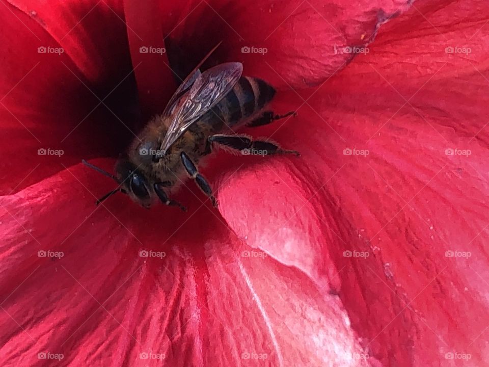 Beautiful bee on a red flower in spring 