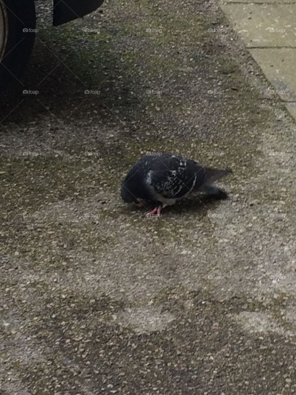 Pombo está lutar com pedaço de pão 🍞 