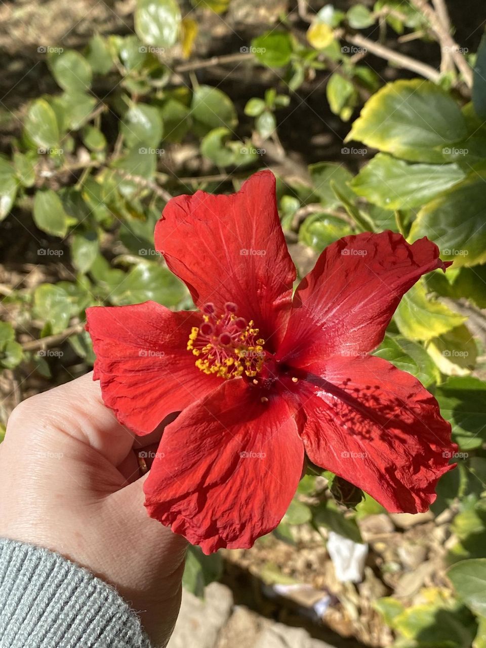 Red flower