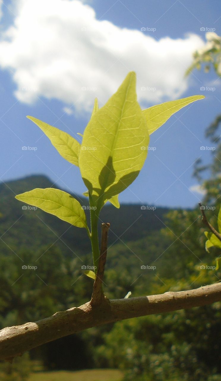 Zhíwù, huāyuán, yèzi, huāduǒ, huánjìng.