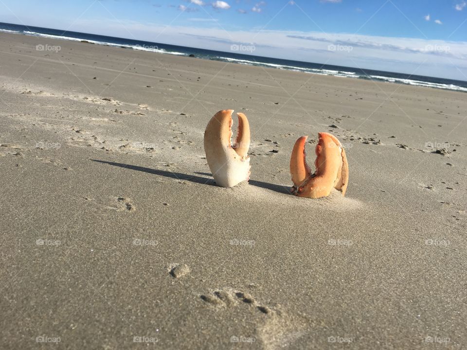 Wells Beach Maine Lobster 