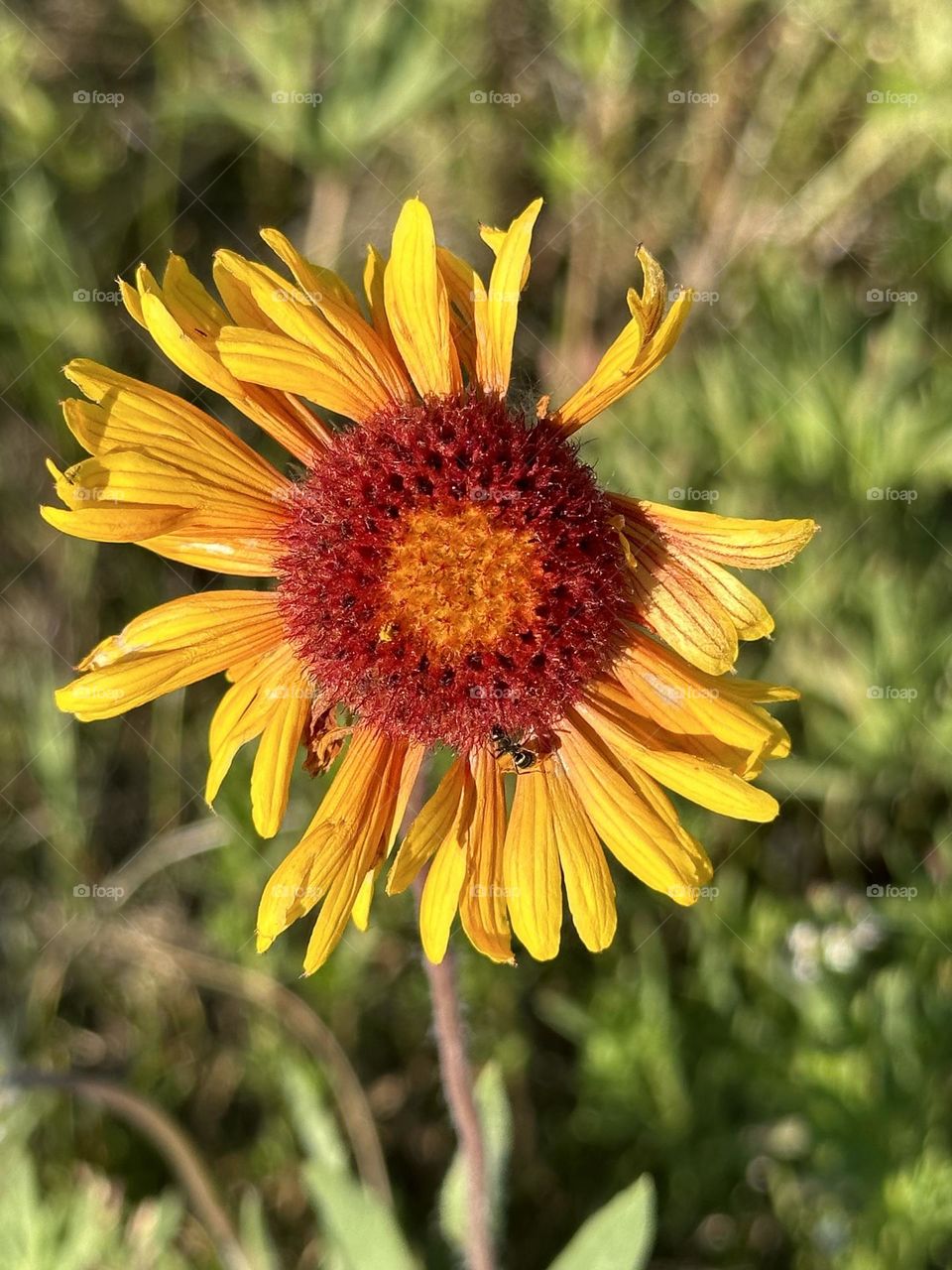 Calgary Canada /Wildflower /Broken but beautiful 