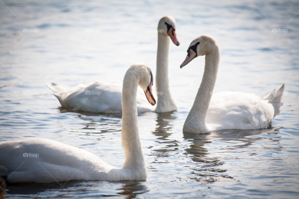 Swans in water