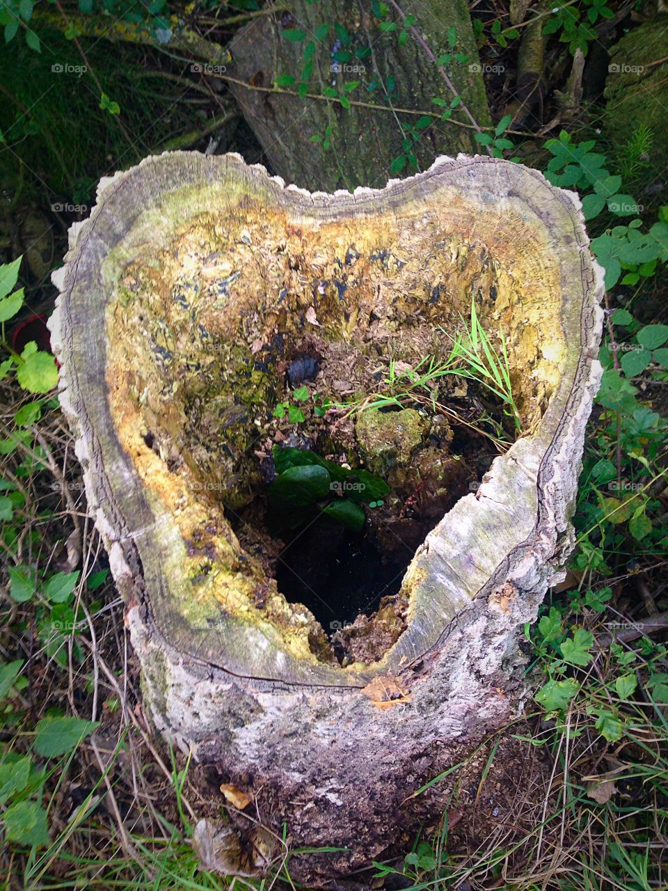 Heart shaped tree stump 
