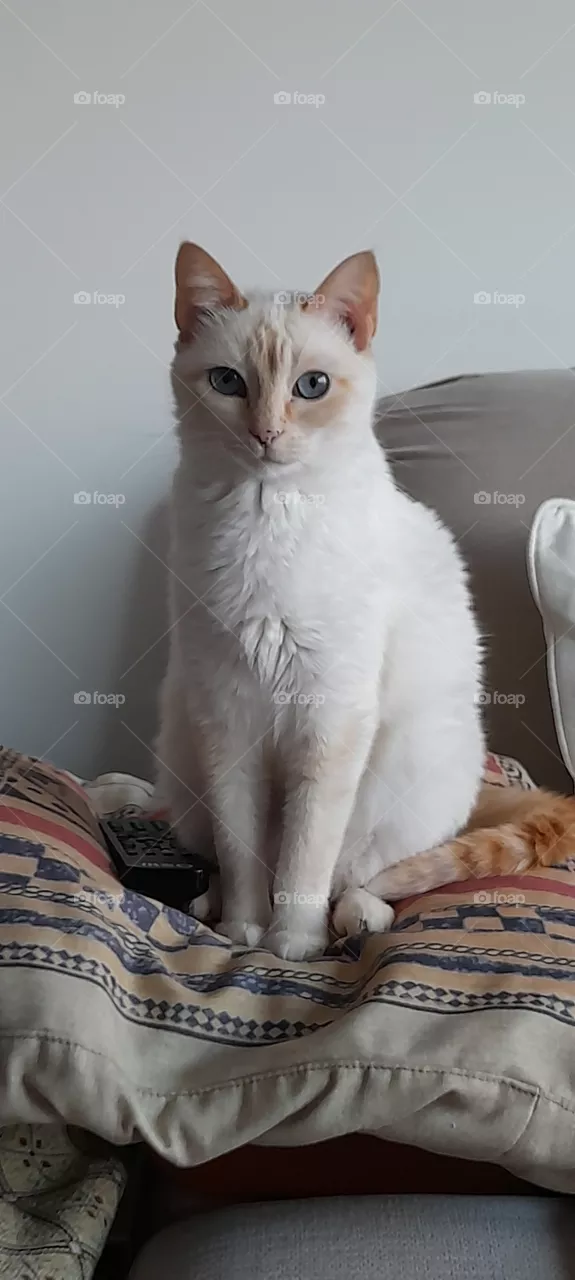 branquita